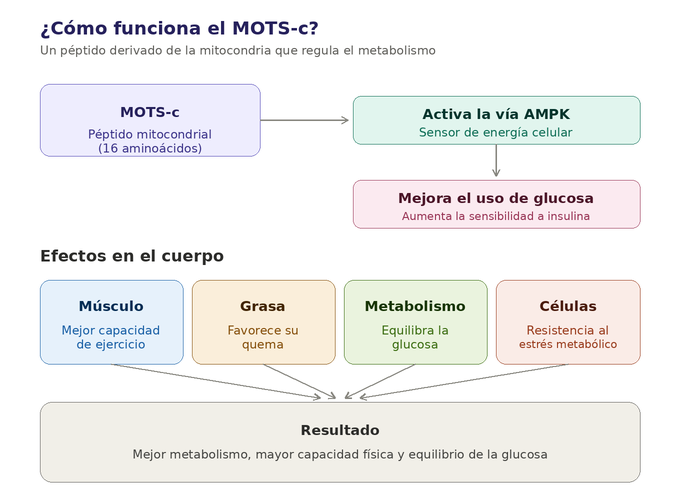 Como funciona MOTS-c