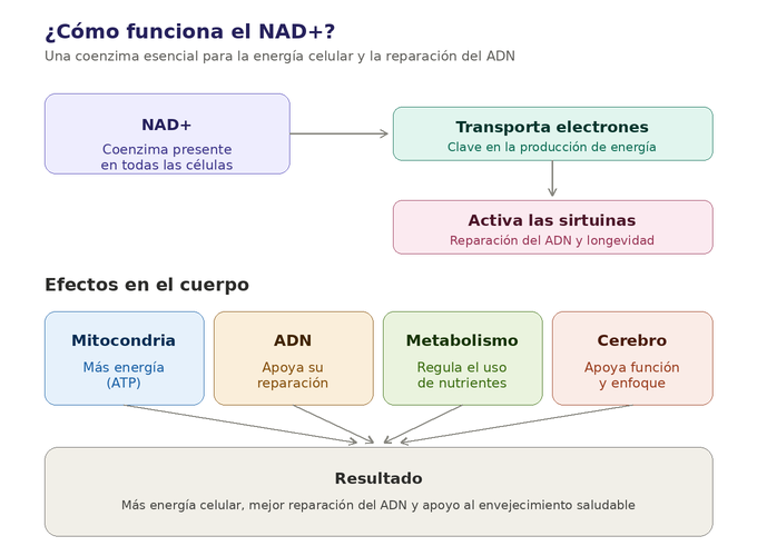 Como funciona NAD+